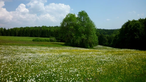 Ein Bild aus langenenslingen 88515 - 1