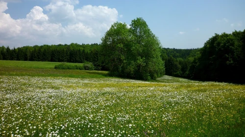 Ein Bild aus langenenslingen 88515 - 1