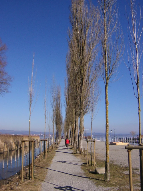 Ein Bild aus moos 78345 - 1