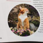 Alblust_Magazin_Katze_Blumen_Garten