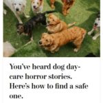 2024-06-25_Washington-Post_MoreOnDogs_1