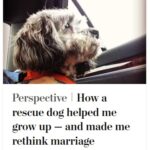 2024-06-25_Washington-Post_MoreOnDogs_2
