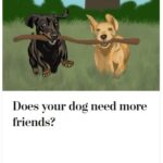 2024-06-25_Washington-Post_MoreOnDogs_4
