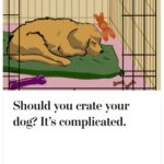2024-06-25_Washington-Post_MoreOnDogs_6