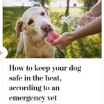 2024-06-25_Washington-Post_MoreOnDogs_7