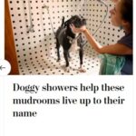 2024-06-25_Washington-Post_MoreOnPets_17