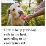 2024-06-25_Washington-Post_MoreOnPets_18