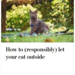 2024-06-25_Washington-Post_MoreOnPets_8