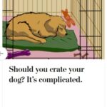 2024-06-25_Washington-Post_MoreOnPets_9