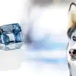 Diamant-Bestattung-Hund-Schönhalde-Tierbestattung-Balingen