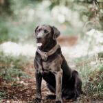 Gemeinschaftseinäscherung Sammeleinäscherung Hund Katze Haustier 182