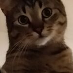 Screenshot_2019-02-13-19-13-41-1